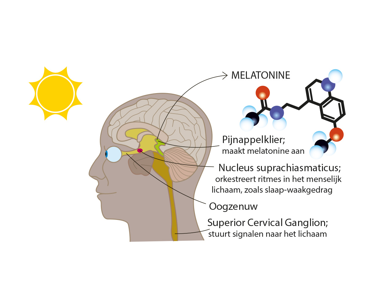 Melatonine; Tunable White en Biodynamische verlichting